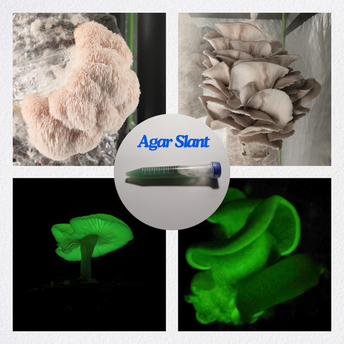 Colture funghi gagar - di,