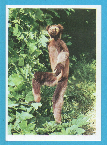 Animali tutto il - di,