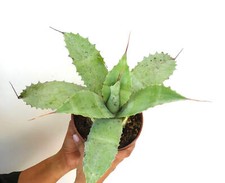 Agave ovatifolia X Agave