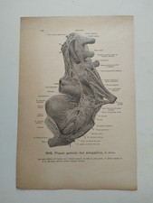 Stampe Anatomia Medica Plessi
