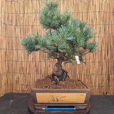 Bonsai di Pino Pentaphilla h