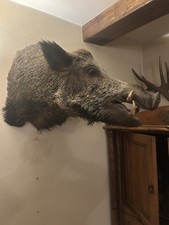 Trofeo Testa Di Cinghiale