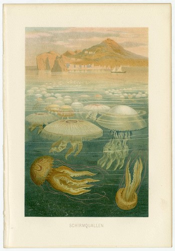 Meduse ombrello mare costa