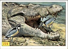 figurina Uccelli ed.Panini