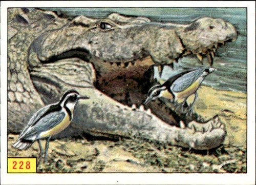 Figurina uccelli panini - figurina, ed.panini