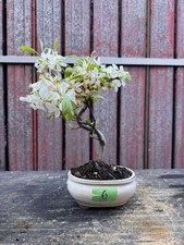 Bonsai melo n6 - bonsai,