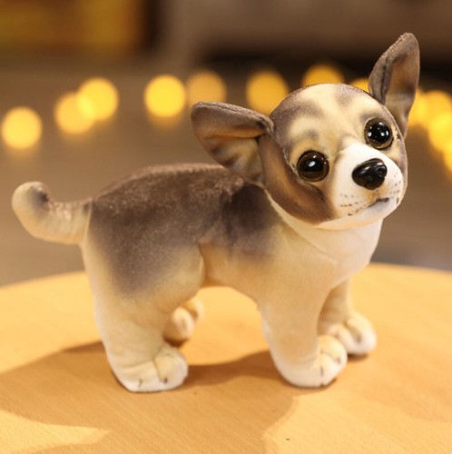 Stand cane cucciolo chihuahua