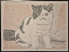 Gatto esotico a pelo corto