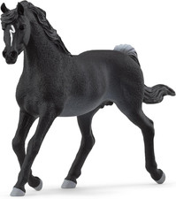 HORSE CLUB | Stallone Arabo
