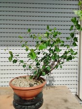 Bonsai di Prunus Mahaleb