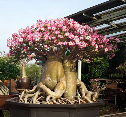 Pianta rosa del deserto - 1,