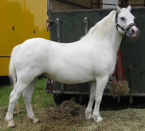 White welsh pony poster - welsh,