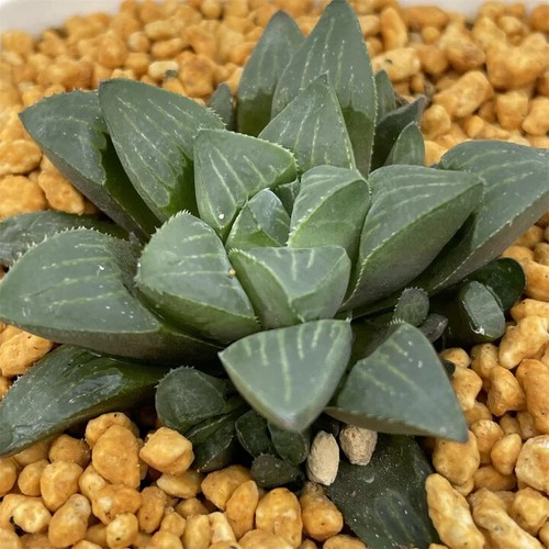 Haworthia heidelbergensis - haworthia,