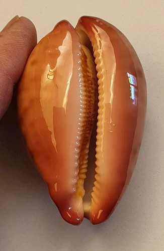Cypraea mappa panerythra - cypraea,