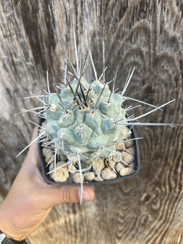 Thelocactus riconensis - thelocactus,