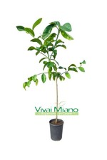 Pianta di Limone Pera del