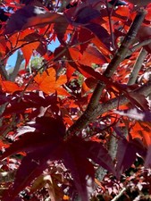 Japanese Red Maple Acer