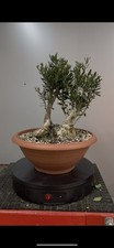 Pre Bonsai Di Olivastro Yamadori
