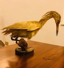 Trofeo di caccia Airone