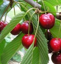 Albero Ciliegio Ferrovia