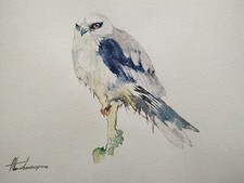 Falco uccellini opera d - falco,, uccellini,