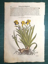 MATTIOLI MATTHIOLI Erbario a