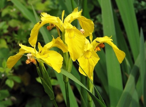 Photo 6x4 yellow iris - photo,