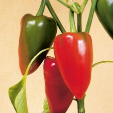 Pimento Pepper Seeds |