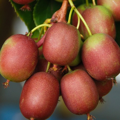 Actinidia weiki femmina - actinidia,