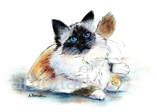 Birman cat art - art, aceo
