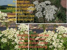 Artiglio dell'orso del prato