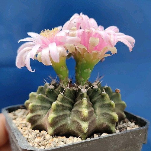 Gymnocalycium thornless