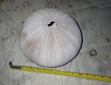 Fossile di Riccio di Mare