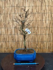Bonsai di Acero Bergerianum h