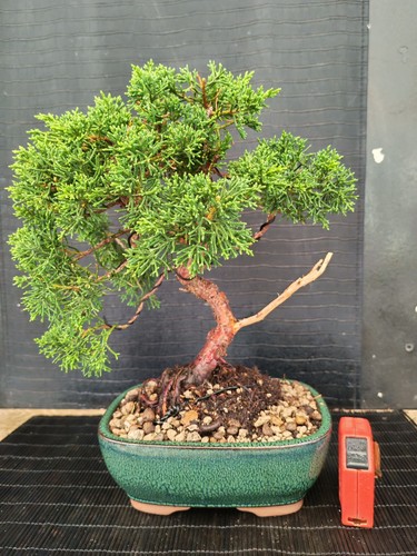 Bonsai ginepro chinesis cm - ginepro, 35