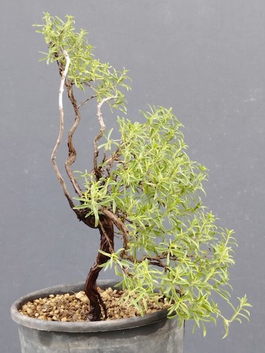Bonsai timo 30x20cm vaso - di,