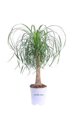 Pianta mangia fumo - pianta,