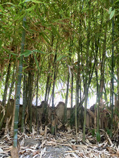 5 Rizomi  (rhizomes) Piante di bambù dorato (no semi) - Bamboo plants (no seeds)