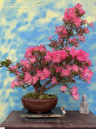 Joe bonsai rarità hanabin - joe,