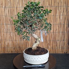 Bonsai olivo 42cm visita - di,