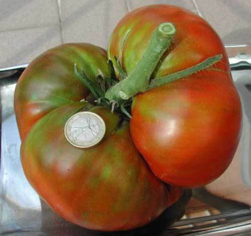 Pomodoro raf gigante semi - raf, gigante,