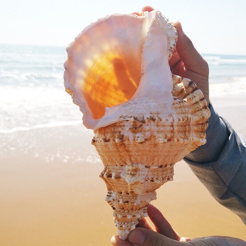 Grandi conchiglie mare - grandi,