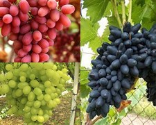 3 VARIETA' UVA DA TAVOLA SENZA SEMI BIANCA,ROSA, NERA RESISTENTI, GRANO CROCCANT