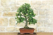 Bonsai di Quercia - Leccio