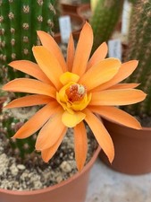 Hildewintera 'Alpha' Hybride-Echinopsis,Trichocereus