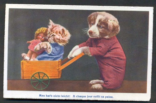 Dressed kitten puppy in - dressed,