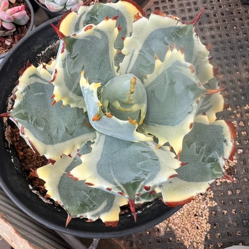 Pianta agave cactus - pianta, di
