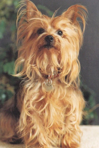 Yorkshire terrier yorky - *, ****