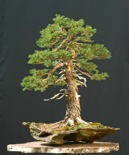 Abete nikko 10 - –,