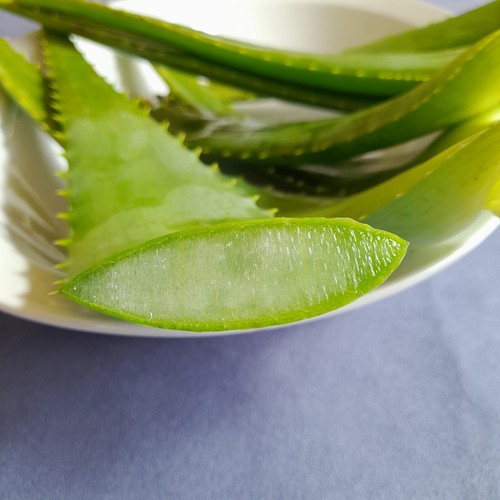 Aloe arborescens foglie